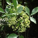 Ptelea trifoliata fleur P2A